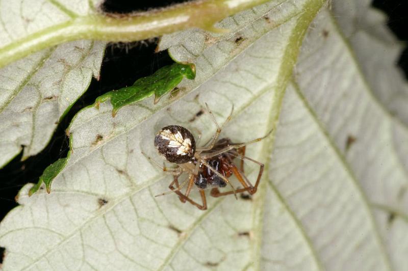 Theridion_varians_D5197_Z_91_Les Gris_Frankrijk.jpg